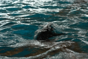 2013_Camp_on_croque_la_Vie_0006.jpg
