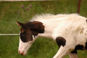 2014_CampWesternClowns_0247.jpg